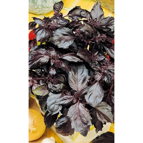 Семена Базилик Фиолетовый 0,3гр (МАРС) Б/П