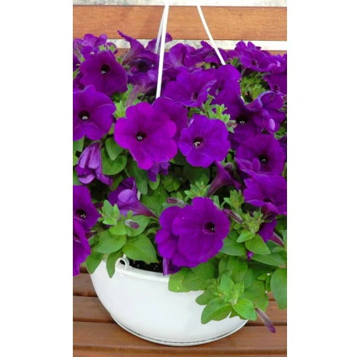 Семена Петуния Альдерман 0,05гр (УД) Е/П