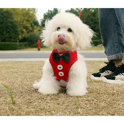 Шлейка с поводком для мелких пород собак и кошек LAPUSIK, цвет красный, размер L_11