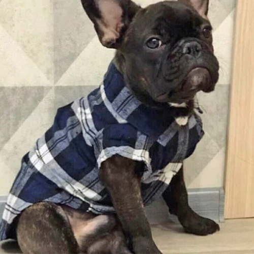 Кофта - рубашка фланелевая для мелких пород собак и кошек BRO Style, цвет черный, р 3XL_9