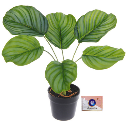Цветок искусственный в горшке "Калатея" 28см