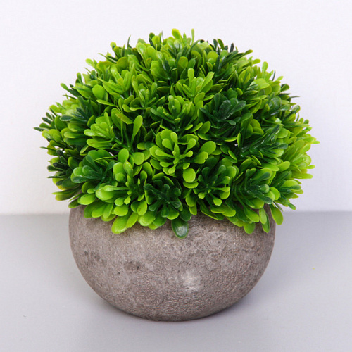 Цветочная композиция "Green garden" 10*12см в горшке, листики